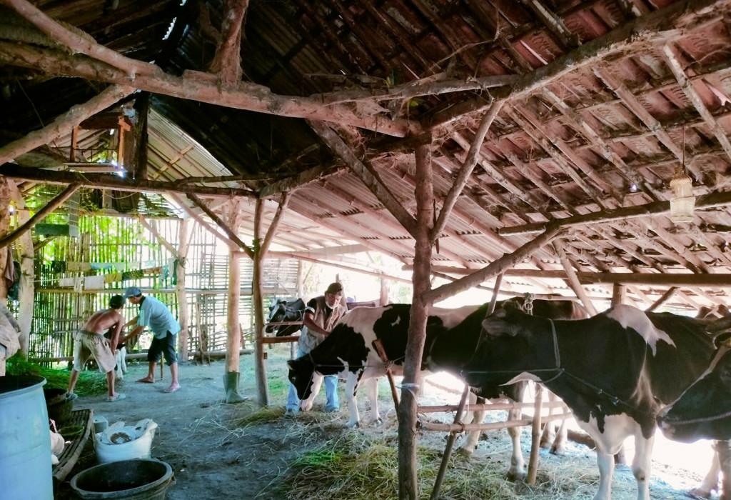 Peternak Sapi Di Kabupaten Pasuruan Di Minta Manfaatkan KUR Untuk Beli Satu Baru