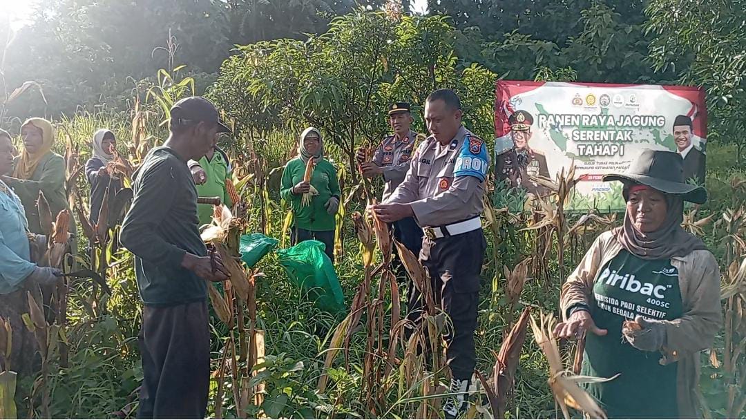 Kapolres Pasuruan Dukung Ketahanan Pangan, Apresiasi Panen Raya Jagung di Winongan