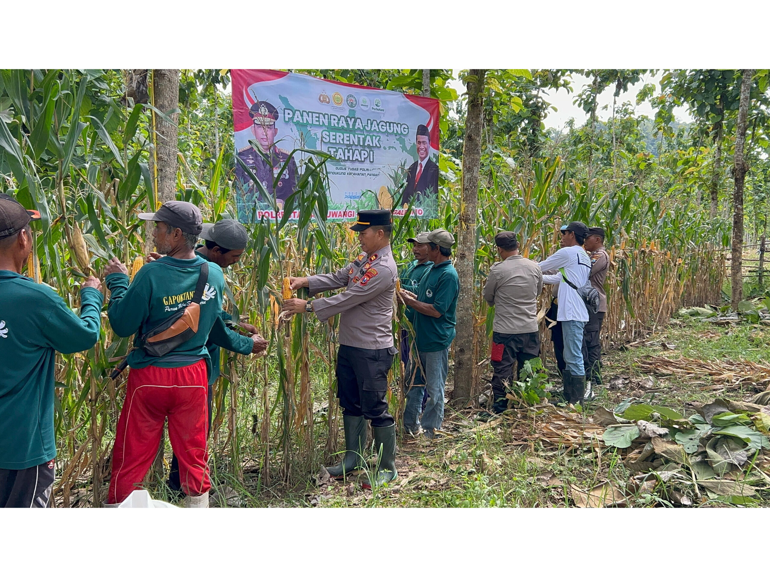 Polisi dan Kelompok Tani Banyuwangi Panen Jagung Wujudkan Ketahanan Pangan