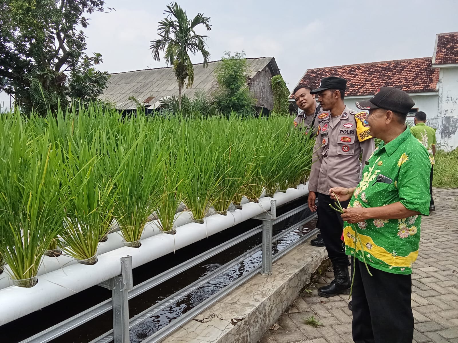 Polsek Wonorejo Genjot Ketahanan Pangan dengan Konsep Hidroponik dan Lele