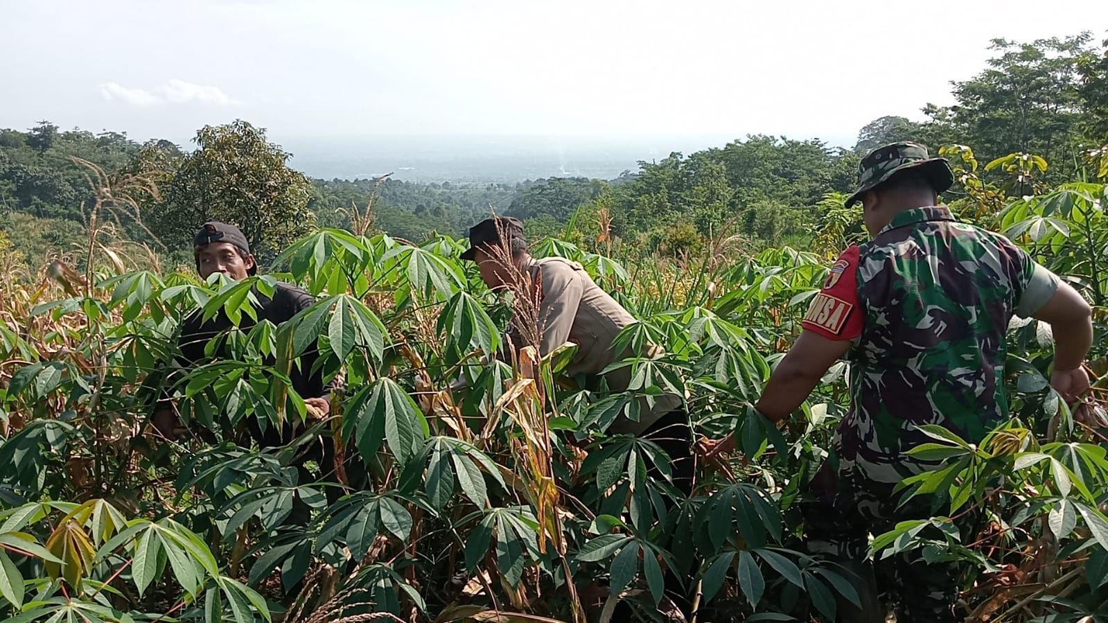 Panen Raya Jagung di Lahan Perhutani, Bhabinkamtibmas Jadi Motor Ketahanan Pangan di Banjarimbo