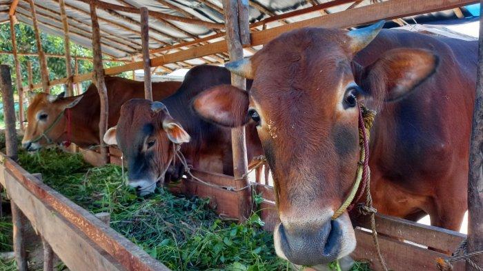 Pemkab Pasuruan tetap waspada terhadap penyakit LSD Sapi