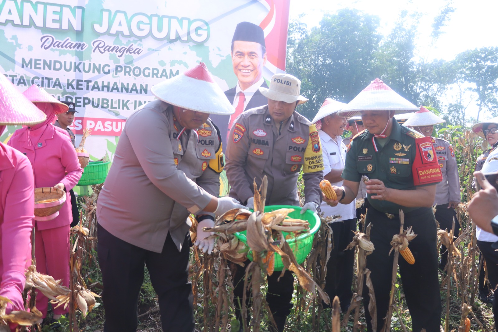 Program Ketahanan Pangan Berjalan Baik, Polres Pasuruan Panen Jagung di Purwodadi