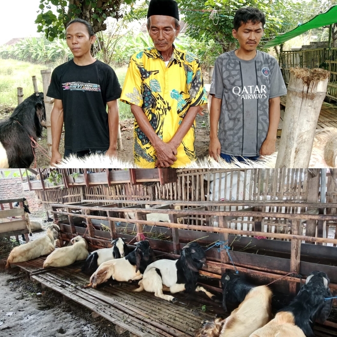 Abah yahya sapaan pengusaha jual beli kambing kebanjiran orderan Saat Idul Adha
