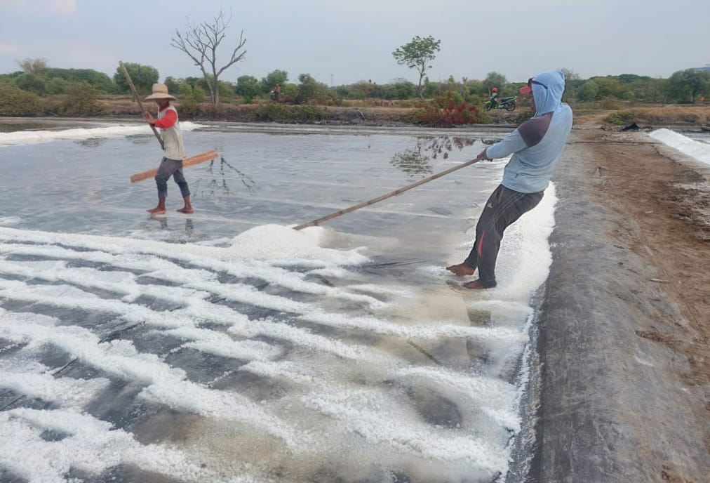Produksi Garam di Kabupaten Pasuruan, Mulai Dilakukan