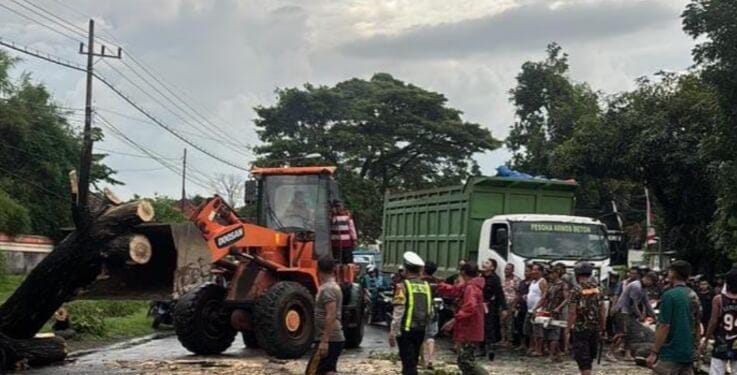 Hujan Lebat Disertai Angin kencang Akibatkan Pohon Tumbang : Jalur Pasuruan – Mojokerto