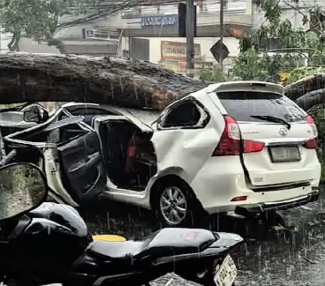 Hujan Deras dan Angin Kencang, Pohon Tumbang di Jalan Majapahit Sidoarjo Tutup Akses Dua Arah