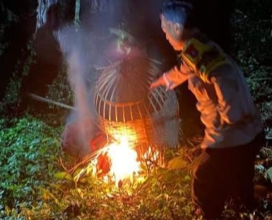 Polres Malang Bongkar Lokasi Judi Sabung Ayam di Sumberpucung Malang