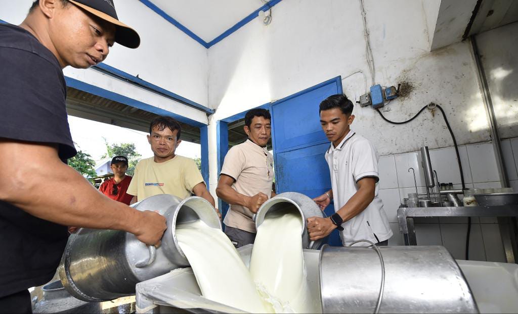 Targetkan Produksi Susu Segar 40 Ton/Hari : KUD Sembada Puspo