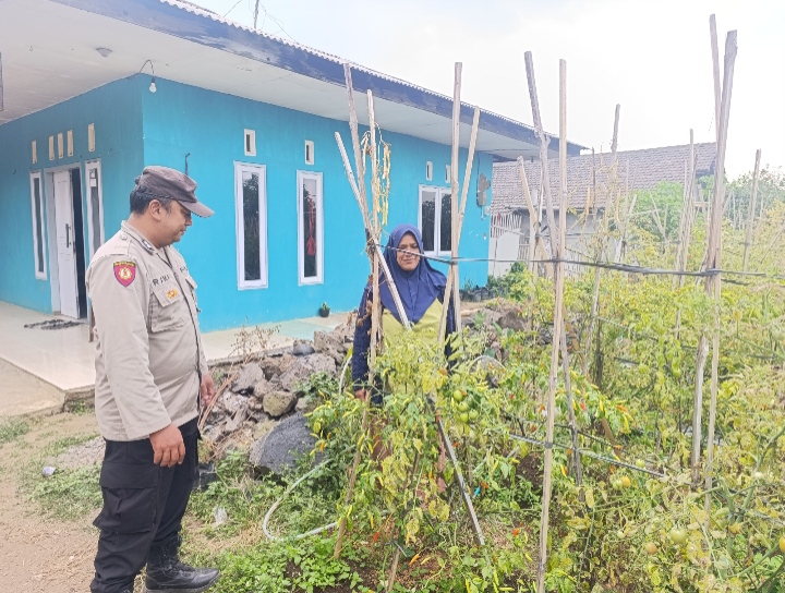 Bhabinkamtibmas Polsek Nongkojajar Pantau Tanaman Cabe, Dukung Program Ketahanan Pangan Nasional  PASURUAN , Lintasskandal.com– Dalam rangka mendukung program ketahanan pangan nasional, Bhabinkamtibmas Polsek Nongkojajar Polres Pasuruan terus melakukan pendampingan dan pemantauan terhadap kegiatan pertanian yang dilaksanakan masyarakat di wilayah Kecamatan Tutur, Kabupaten Pasuruan.  Selasa (1/9/2026), Bhabinkamtibmas Desa Punging selaku penggerak ketahanan pangan, Aiptu Rama, melaksanakan sambang sekaligus peninjauan tanaman cabe yang berada di lahan Program Pekarangan Pangan Bergizi (P2B) di Desa Punging, Kecamatan Tutur.  Kegiatan yang berlangsung mulai pukul 09.55 hingga 10.15 WIB tersebut dilakukan sebagai bentuk pendampingan kepada masyarakat sekaligus memastikan tanaman yang dibudidayakan dapat berkembang dengan baik.  Dalam kesempatan tersebut, Aiptu Rama juga memberikan motivasi dan mengajak masyarakat untuk terus berpartisipasi dalam memanfaatkan lahan yang tersedia dengan menanam berbagai komoditas pangan. Langkah tersebut diharapkan dapat membantu memenuhi kebutuhan pangan masyarakat sekaligus memperkuat ketahanan pangan di tingkat desa.  Pendampingan yang dilakukan Bhabinkamtibmas merupakan bagian dari upaya Polri dalam mendukung implementasi Asta Cita Presiden Republik Indonesia, khususnya di bidang ketahanan pangan.  Melalui kegiatan tersebut, Polsek Nongkojajar berharap kesadaran dan partisipasi masyarakat dalam mengembangkan pertanian dan pemanfaatan pekarangan dapat terus meningkat.  Selama kegiatan berlangsung, situasi berjalan dengan aman, lancar, dan kondusif. Polsek Nongkojajar berkomitmen untuk terus hadir di tengah masyarakat serta mendukung berbagai program pemerintah yang memberikan manfaat langsung bagi kesejahteraan masyarakat.(MS)